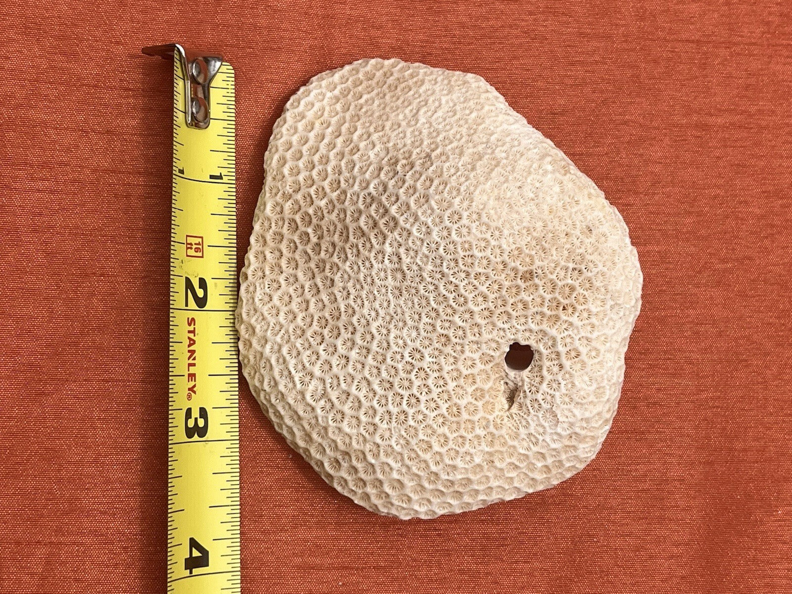 LOT OF 6 REAL NATURAL NAUTICAL SEA CORAL aquarium reef decor