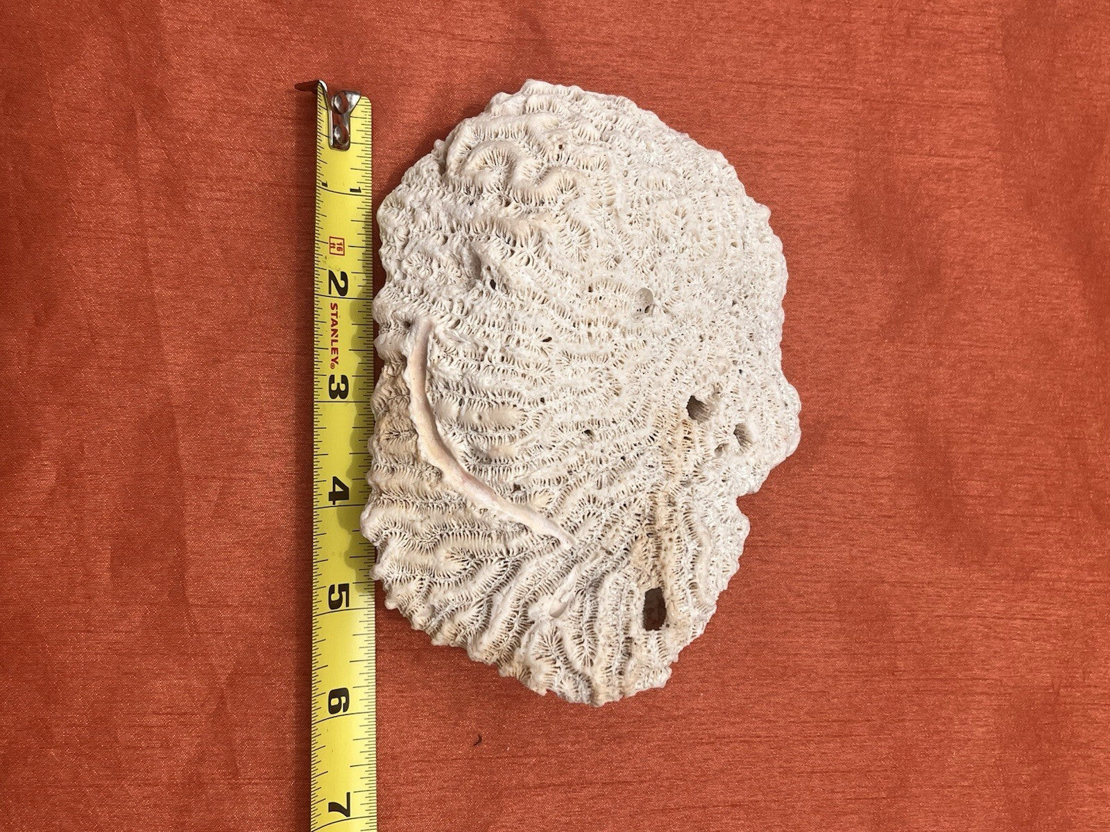 LOT OF 6 REAL NATURAL NAUTICAL SEA CORAL aquarium reef decor
