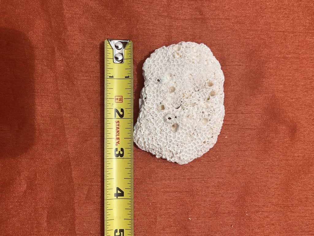 LOT OF 6 REAL NATURAL NAUTICAL SEA CORAL aquarium reef decor