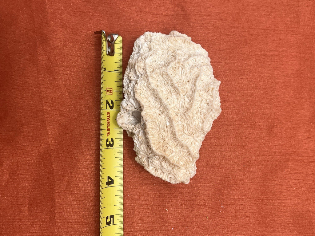 LOT OF 6 REAL NATURAL NAUTICAL SEA CORAL aquarium reef decor