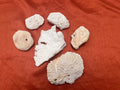 LOT OF 6 REAL NATURAL NAUTICAL SEA CORAL aquarium reef decor